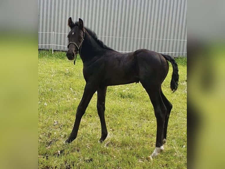 Oldenburg Stallion 2 years 17 hh Black in Esterwegen