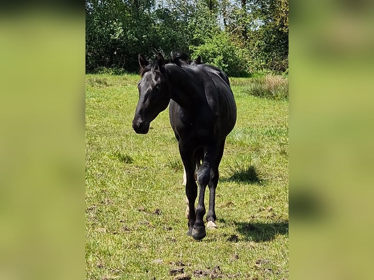 Oldenburg Stallion 2 years 17 hh Black in Wittmund