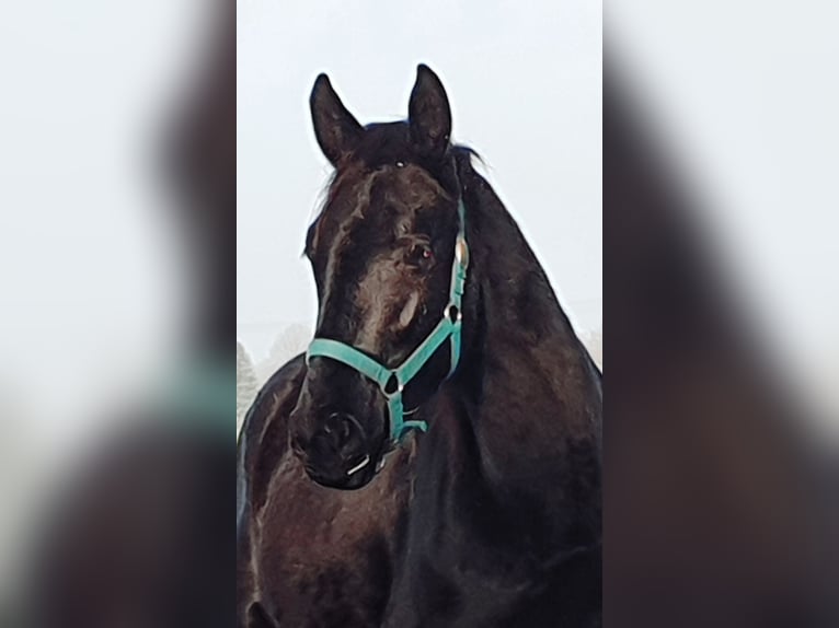 Oldenburg Stallion 2 years 17 hh Black in Wittmund
