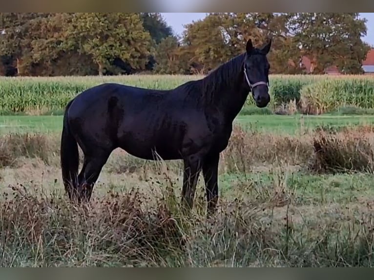Oldenburg Stallion 2 years 17 hh Black in Wittmund
