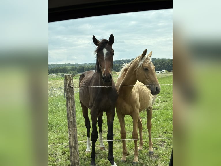 Oldenburg Stallion 2 years 17 hh Brown in Brockum
