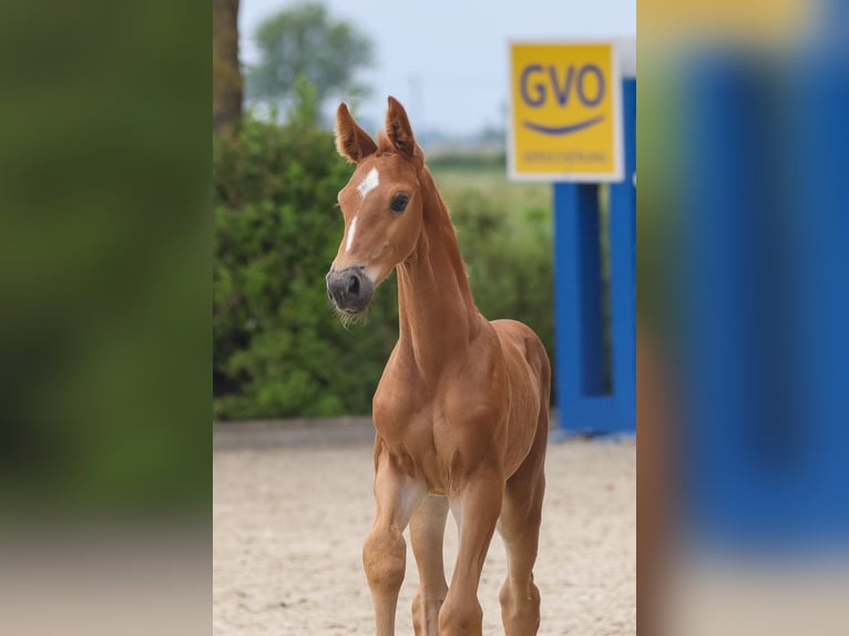 Oldenburg Stallion 2 years 17 hh Chestnut-Red in Hagewede