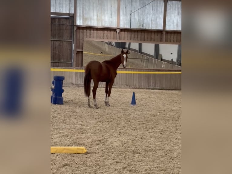 Oldenburg Stallion 2 years 17 hh Chestnut-Red in Neumarkt in der Oberpfalz