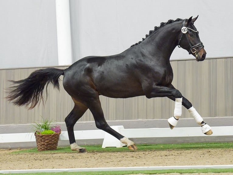 Oldenburg Stallion 2 years Bay-Dark in Münster-Handorf