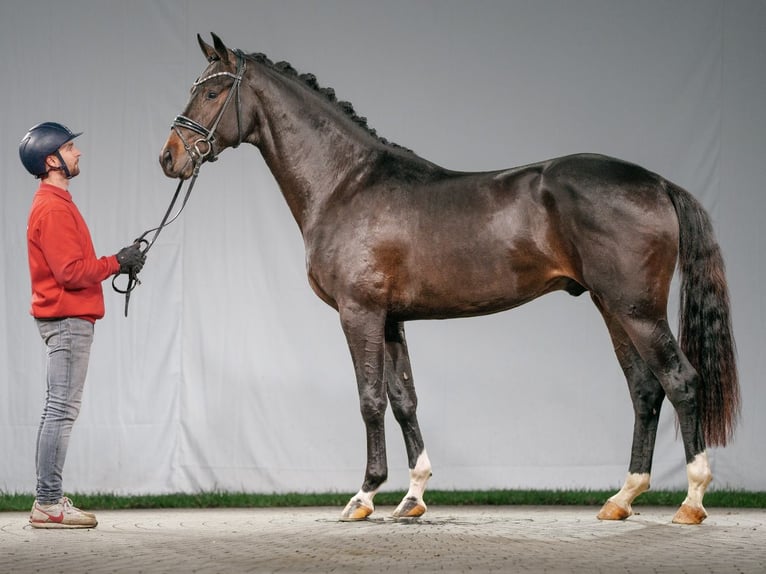 Oldenburg Stallion 2 years Bay-Dark in Münster-Handorf