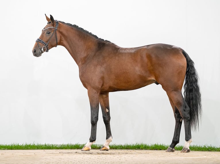 Oldenburg Stallion 2 years Bay-Dark in Münster-Handorf
