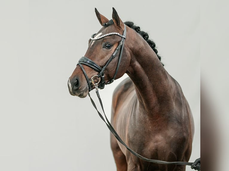 Oldenburg Stallion 2 years Bay-Dark in Münster-Handorf