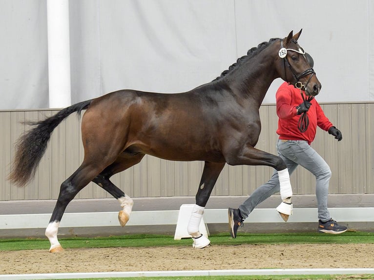 Oldenburg Stallion 2 years Bay-Dark in Münster-Handorf