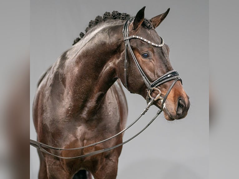 Oldenburg Stallion 2 years Bay-Dark in Münster-Handorf