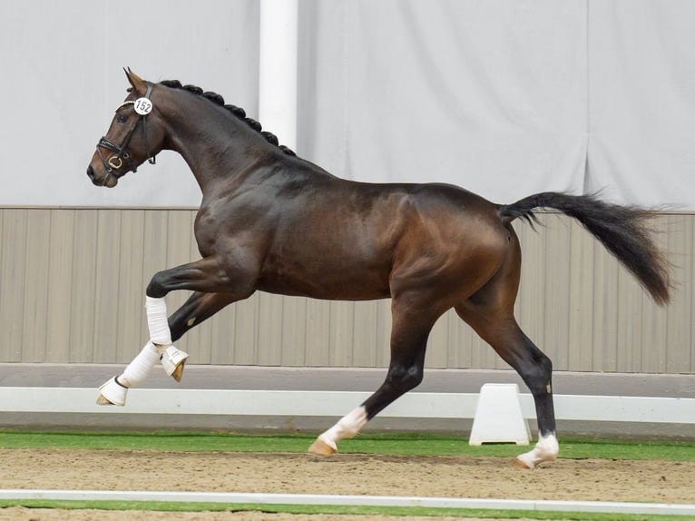 Oldenburg Stallion 2 years Bay-Dark in Münster-Handorf