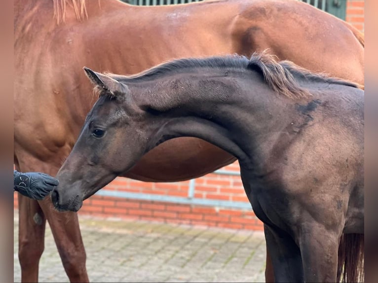 Oldenburg Stallion 2 years Black in Debrecen