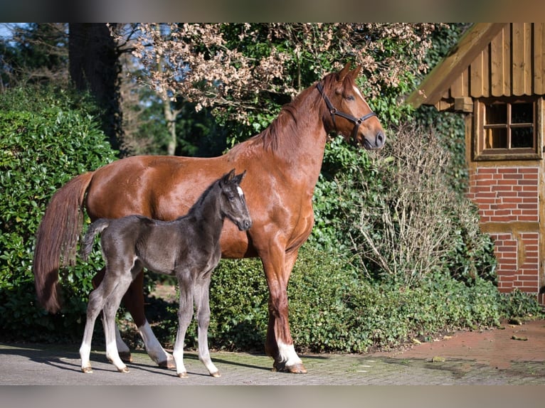 Oldenburg Stallion 2 years Black in Löningen