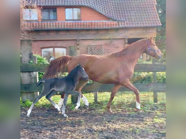 Oldenburg Stallion 2 years Black in Löningen