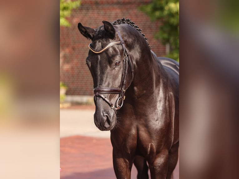 Oldenburg Stallion 2 years Black in Lemwerder