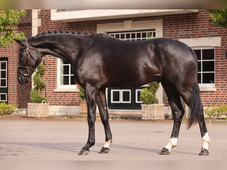 Oldenburg Stallion 2 years Black in Lemwerder