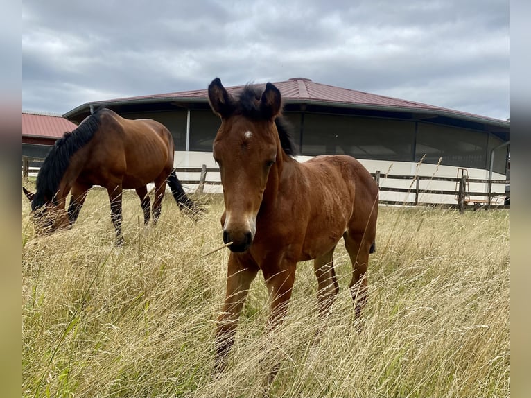 Oldenburg Stallion 2 years Brown in Lemgo