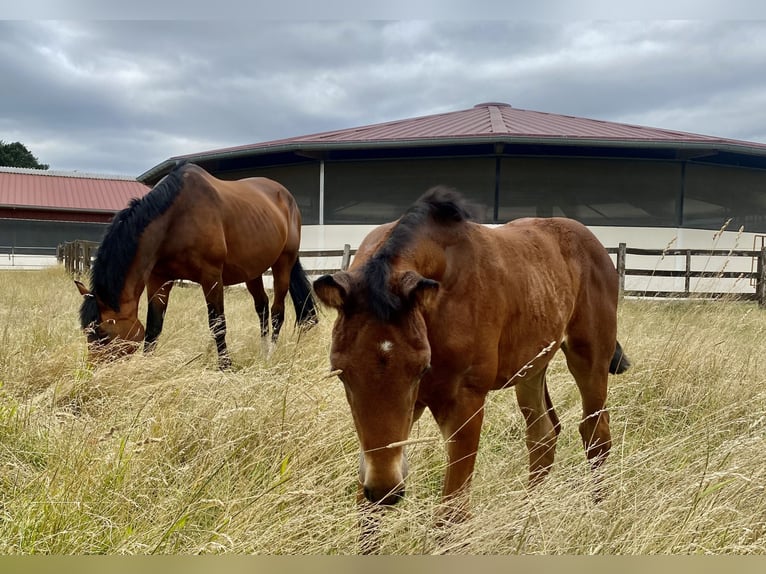 Oldenburg Stallion 2 years Brown in Lemgo