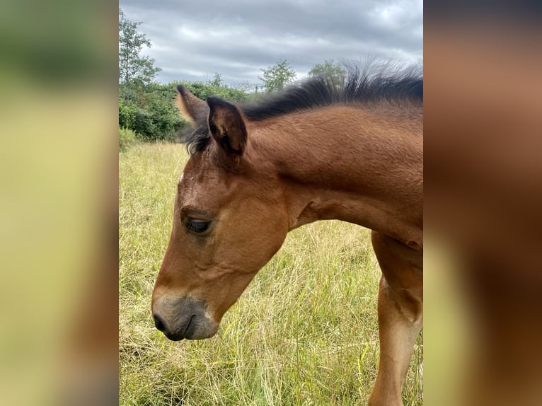 Oldenburg Stallion 2 years Brown in Lemgo