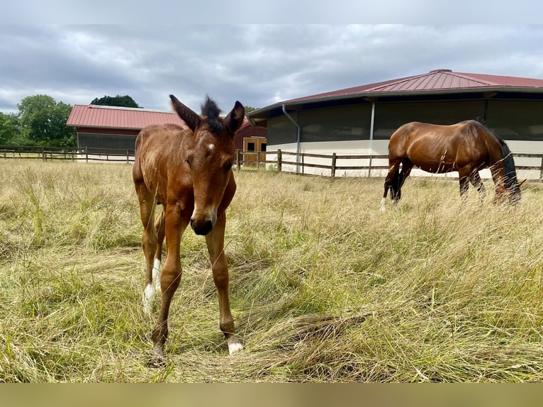 Oldenburg Stallion 2 years Brown in Lemgo