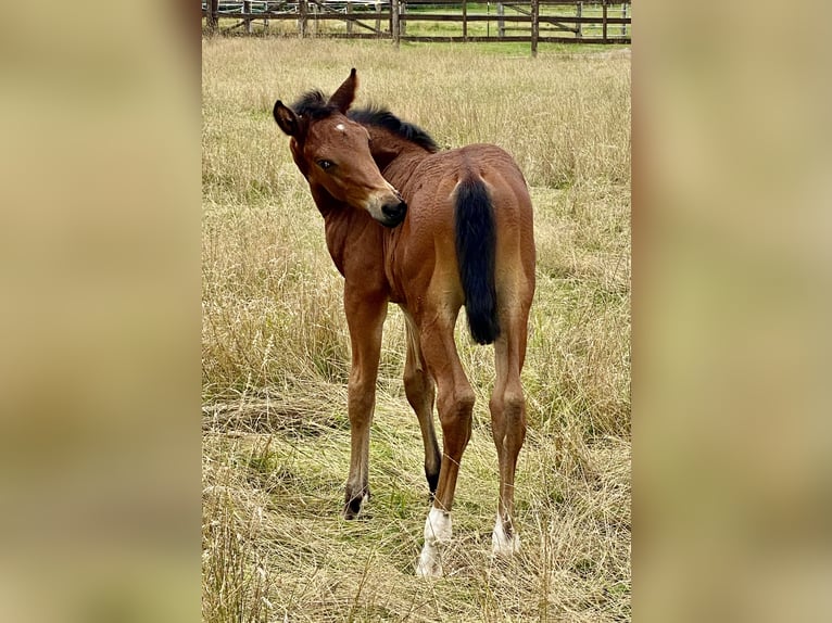 Oldenburg Stallion 2 years Brown in Lemgo