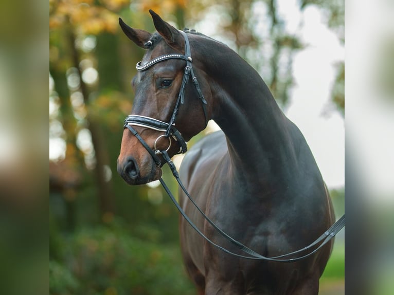 Oldenburg Stallion 2 years Brown in Rostock