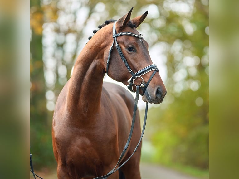 Oldenburg Stallion 2 years Brown in Rostock