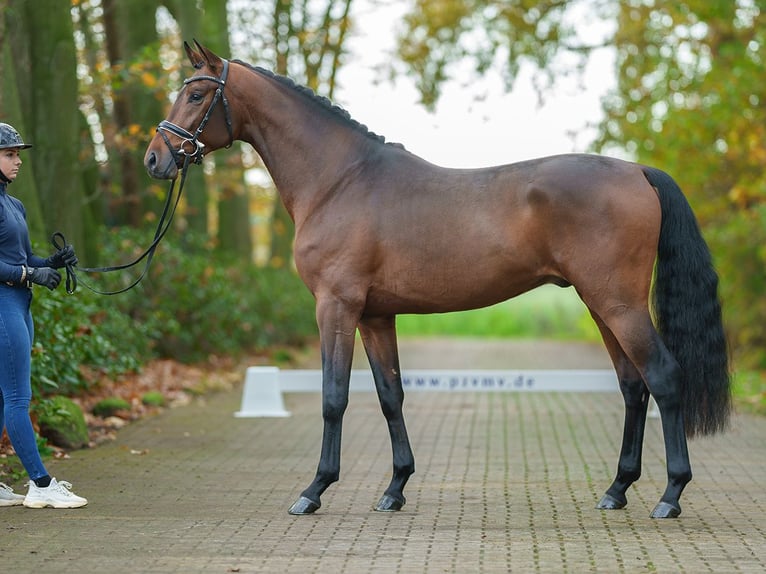 Oldenburg Stallion 2 years Brown in Rostock