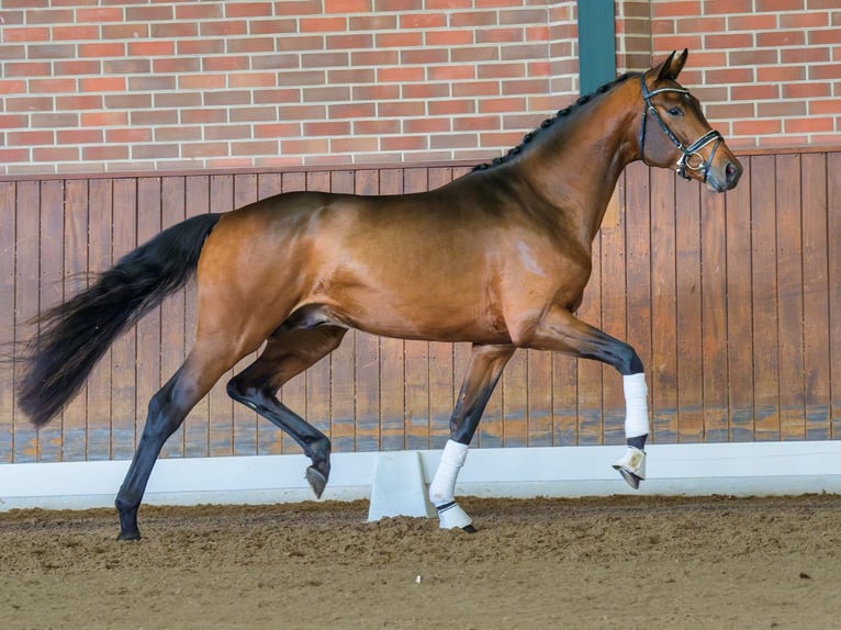 Oldenburg Stallion 2 years Brown in Rostock