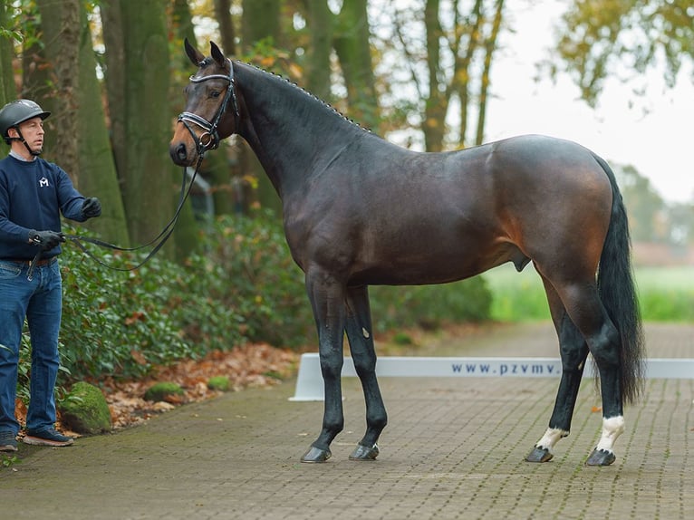 Oldenburg Stallion 2 years Brown in Rostock