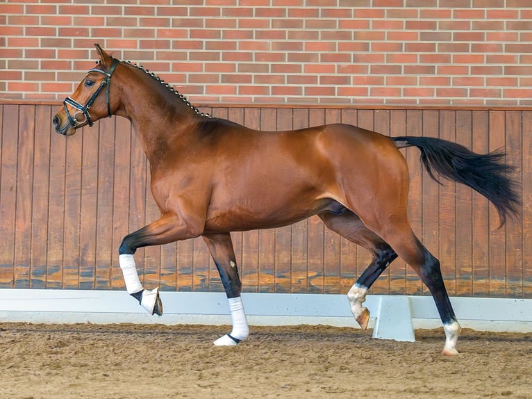 Oldenburg Stallion 2 years Brown in Rostock