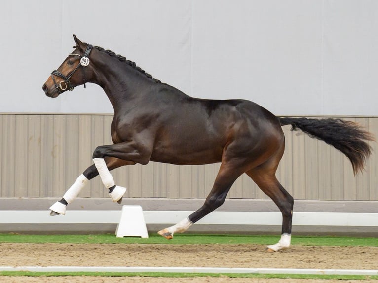 Oldenburg Stallion 2 years Brown in Münster-Handorf