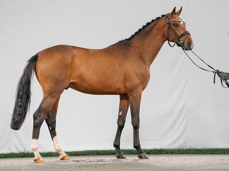 Oldenburg Stallion 2 years Brown in Münster-Handorf