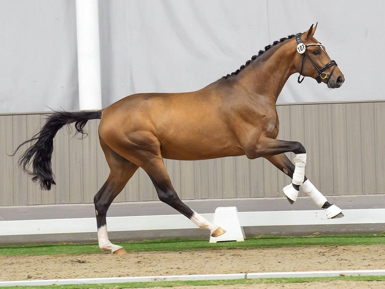 Oldenburg Stallion 2 years Brown in Münster-Handorf