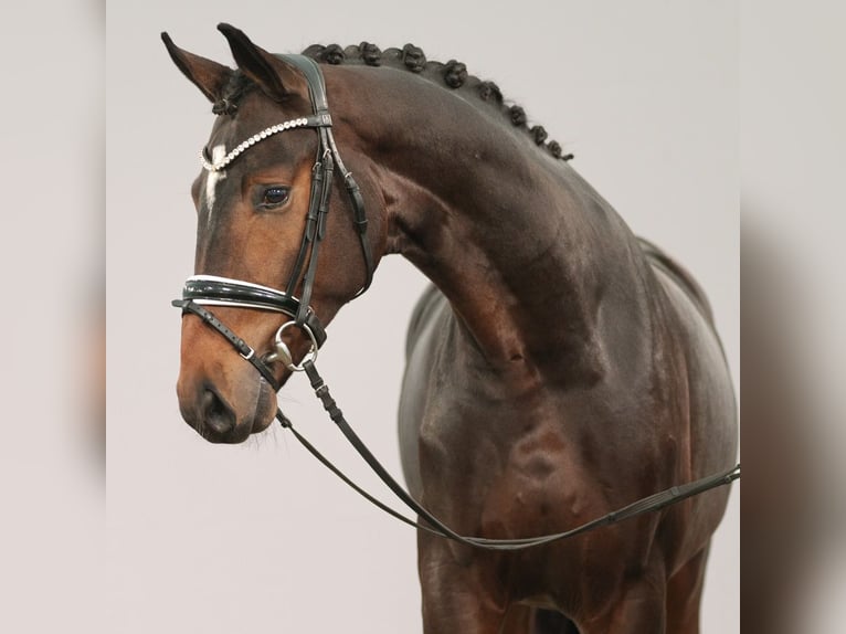 Oldenburg Stallion 2 years Brown in Münster-Handorf