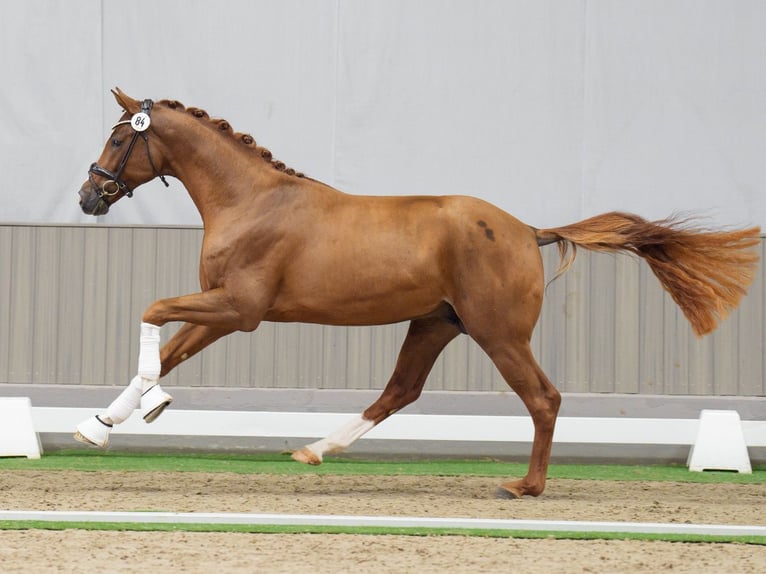 Oldenburg Stallion 2 years Chestnut in Münster-Handorf