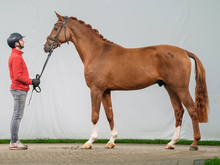 Oldenburg Stallion 2 years Chestnut in Münster-Handorf