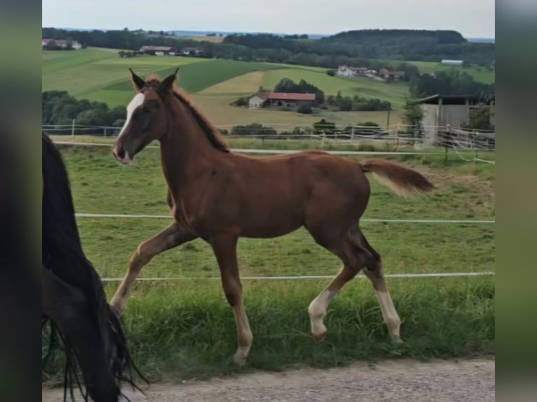 Oldenburg Stallion 2 years Chestnut in Sankt Wolfgang