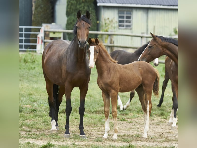 Oldenburg Stallion 2 years Chestnut-Red in Mechernich