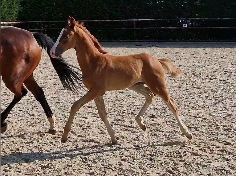 Oldenburg Stallion 2 years Chestnut-Red in Mechernich