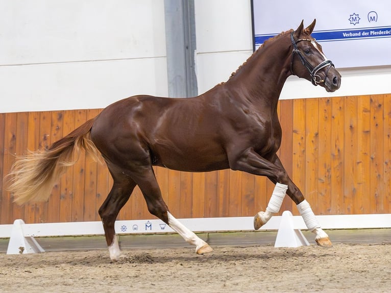 Oldenburg Stallion 2 years Chestnut-Red in Rostock