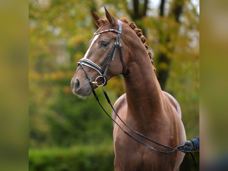 Oldenburg Stallion 2 years Chestnut-Red in Rostock