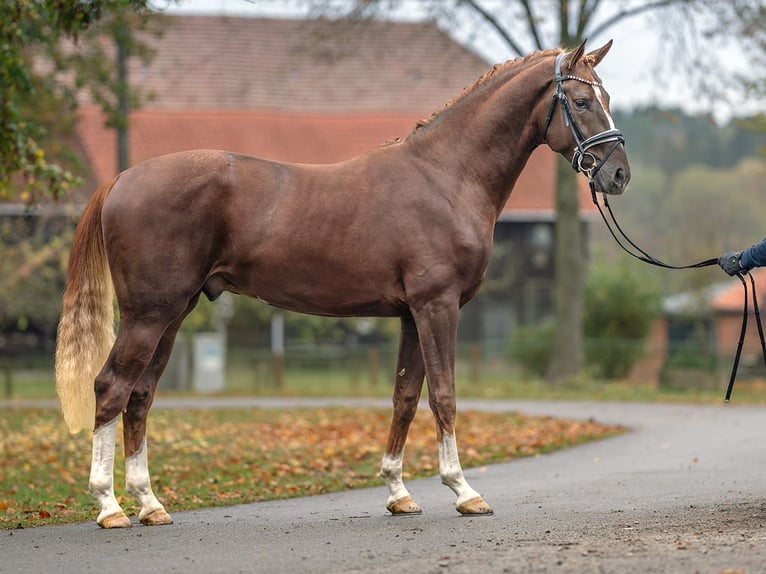 Oldenburg Stallion 2 years Chestnut-Red in Rostock