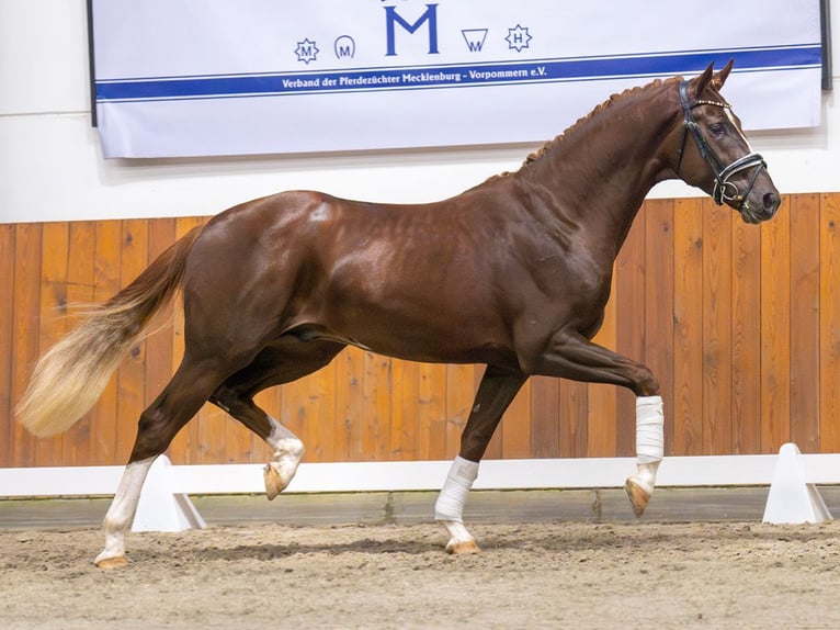 Oldenburg Stallion 2 years Chestnut-Red in Rostock