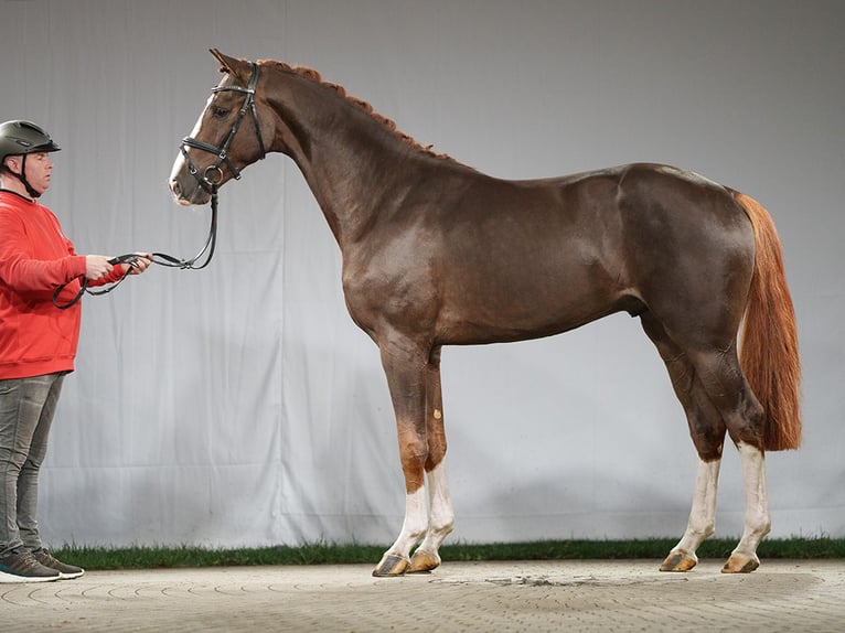 Oldenburg Stallion 2 years Chestnut-Red in Münster-Handorf