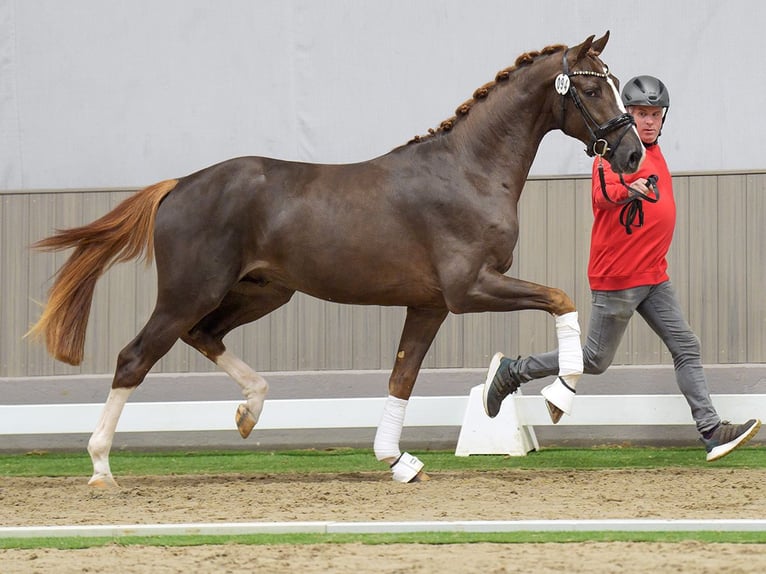 Oldenburg Stallion 2 years Chestnut-Red in Münster-Handorf