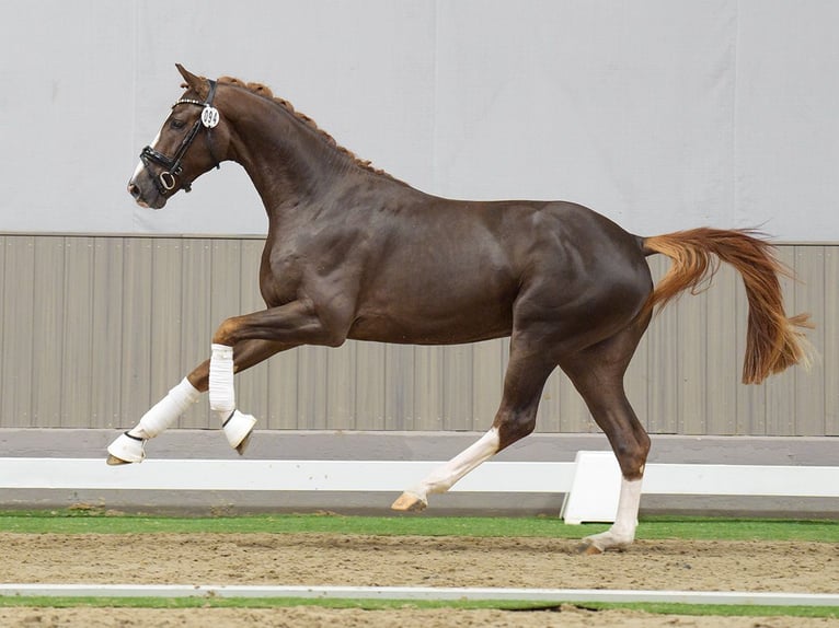 Oldenburg Stallion 2 years Chestnut-Red in Münster-Handorf