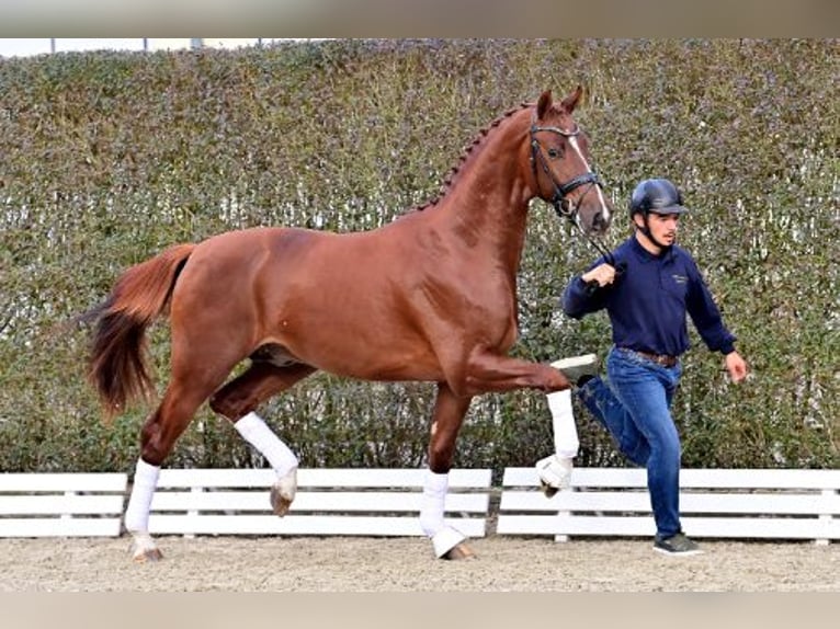 Oldenburg Stallion 2 years Chestnut-Red in Steinfeld (Oldenburg)