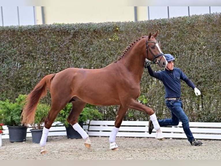 Oldenburg Stallion 2 years Chestnut-Red in Steinfeld (Oldenburg)