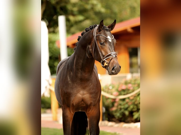 Oldenburg Stallion 2 years in Diepholz