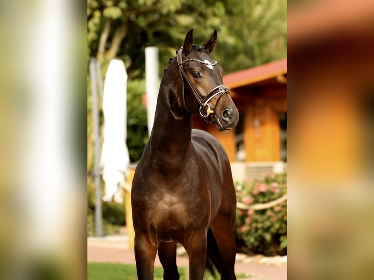Oldenburg Stallion 2 years in Diepholz